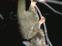 Trichosurus vulpecular