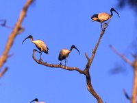 Threskiornis molucca