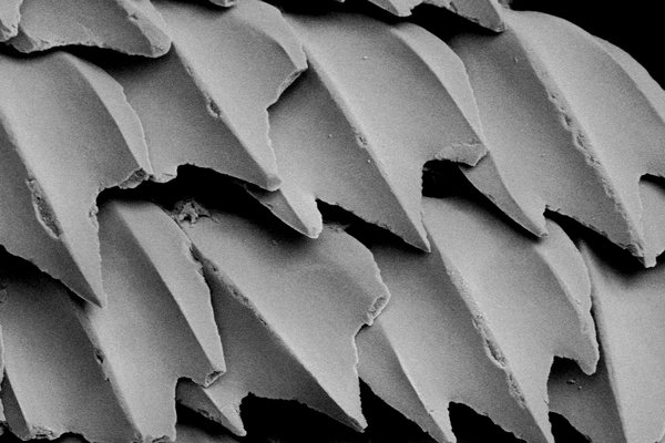 Scales of a White Shark, Carcharodon carcharias