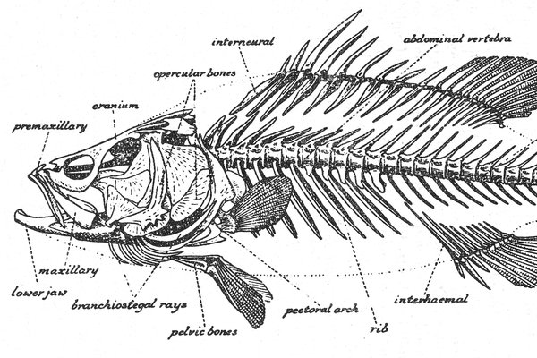 Dissection Of A Blue Mackerel The Australian Museum