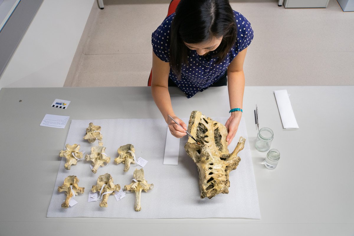 Observing Skeleton The Skeleton in the Closet - The Australian Museum Blog