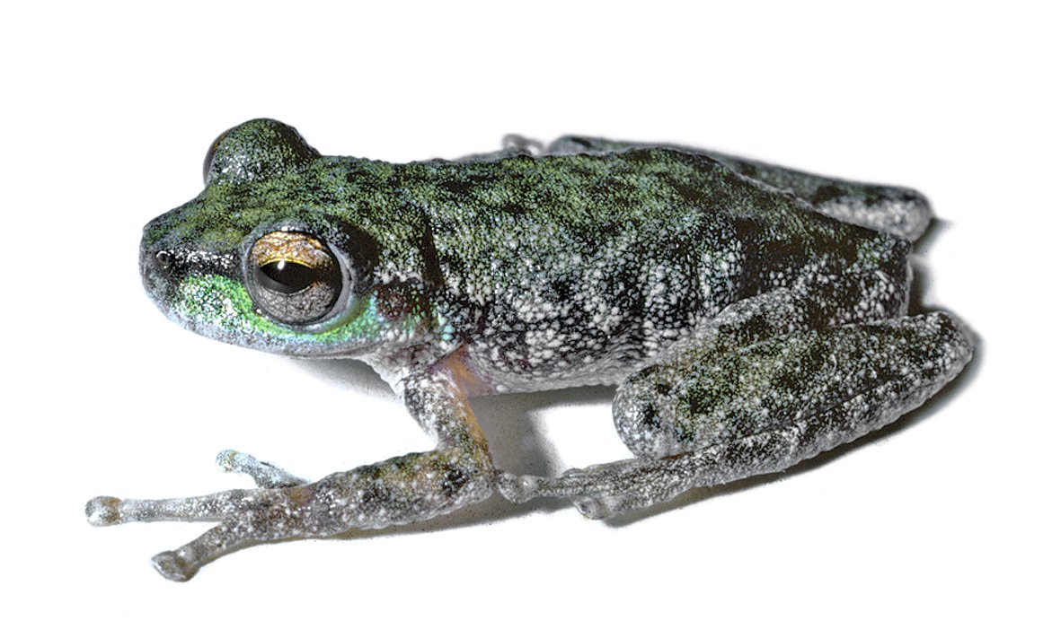 The search for the Peppered Tree Frog The Australian Museum