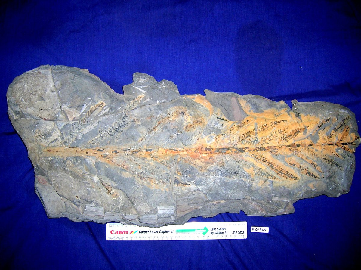 Fossil sites near Sydney The Australian Museum