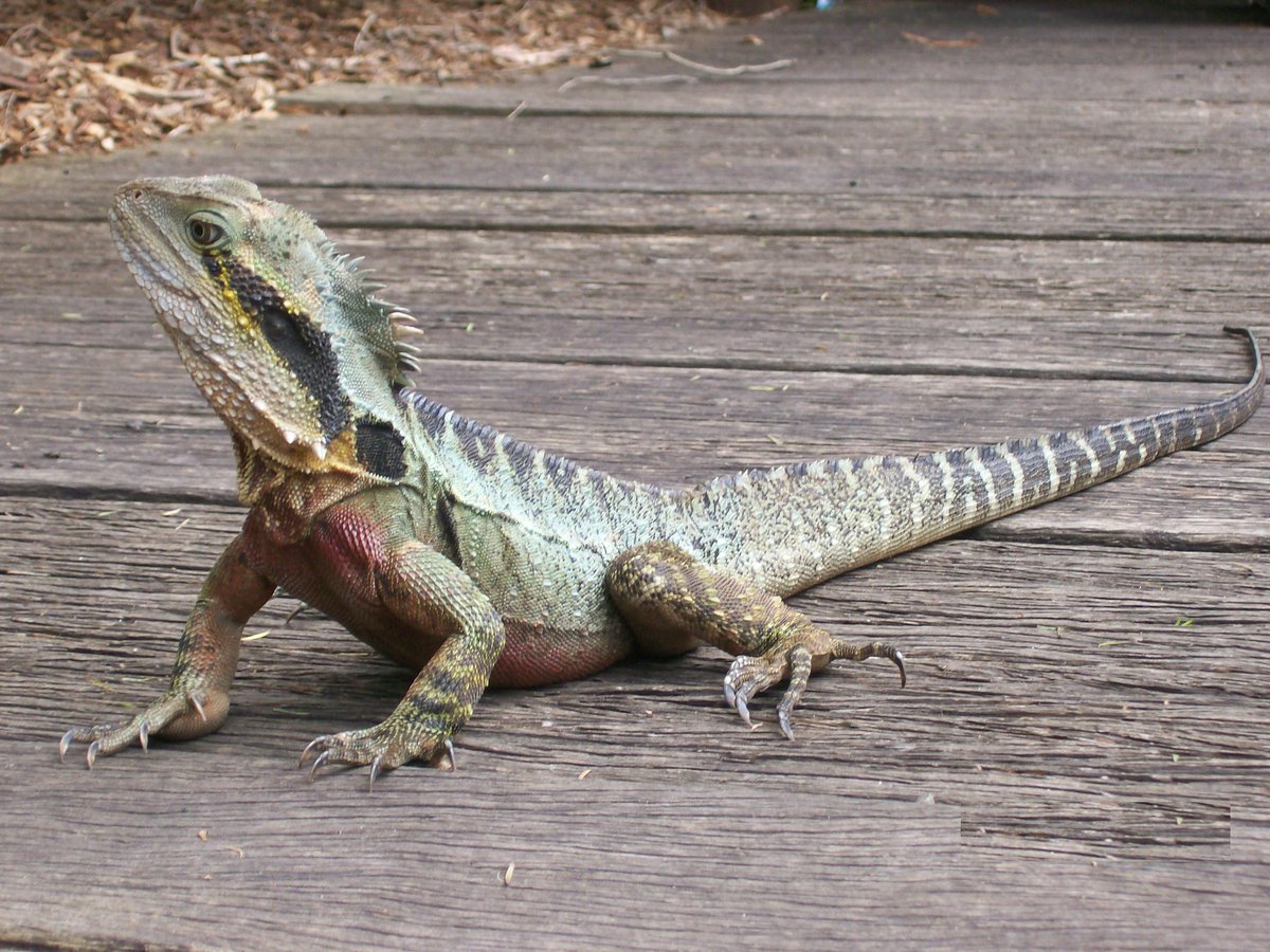 Australian Water Dragon The Australian Museum
