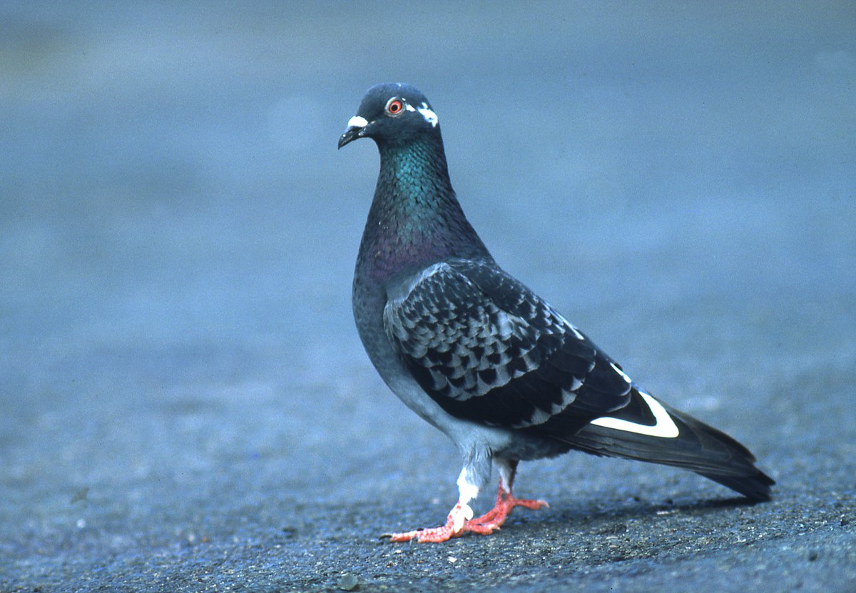 Rock Dove The Australian Museum Rock Dove The Australian Museum