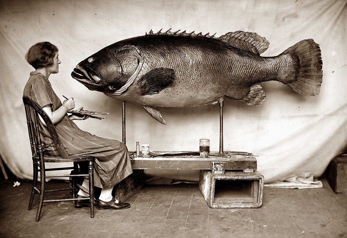 Ethel King Painter of all things natural The Australian Museum Blog