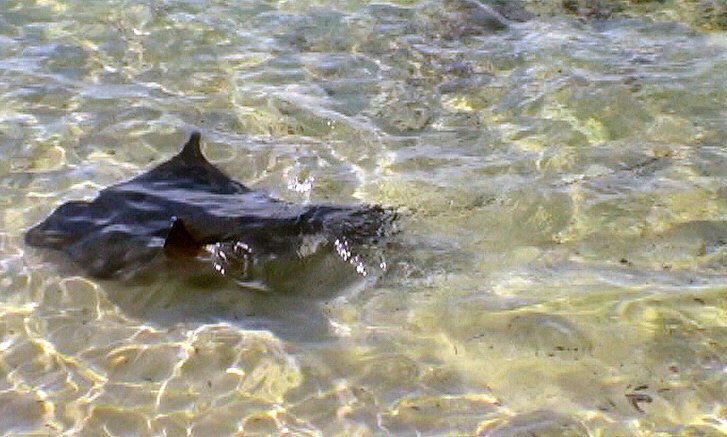 Australian Rays Eagle rays in the shallows - The Australian Museum Blog