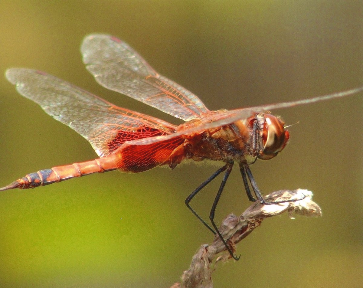 Dragonflies And Damselflies Order Odonata The Australian Museum Dragonflies And Damselflies Order Odonata The Australian Museum