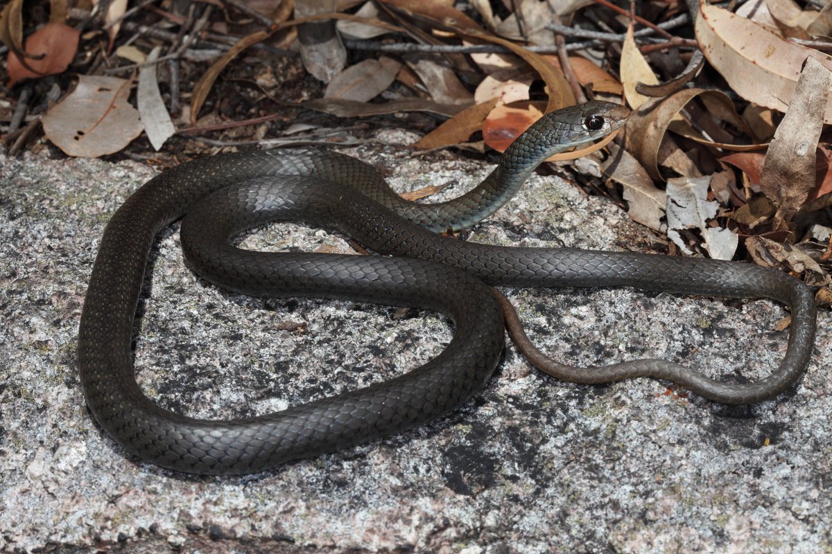 Pictures of a Yellow-faced Whip Snake (Demansia psammophis) by Stephen Mahony. Copyright Stephen Mahony Image: Stephen Mahony © Stephen Mahony