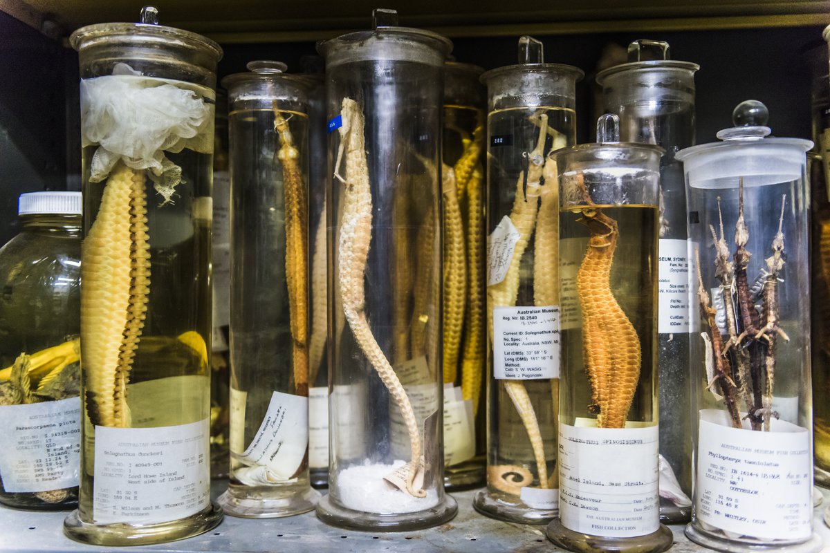 Fish Collection tour The Australian Museum Blog
