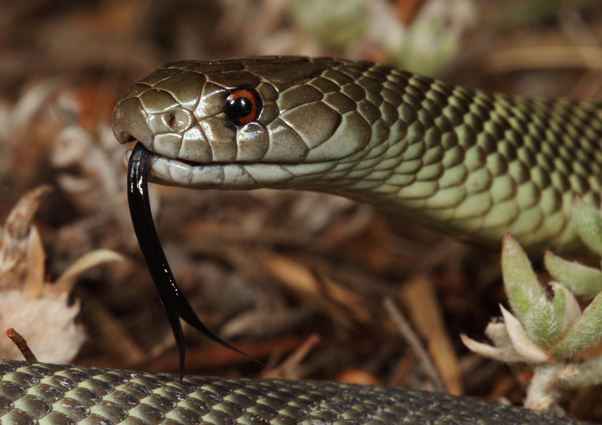 A young Mulga Snake (Pseudechis australis) from the arid country of SA. Image: Stephen Mahony © Stephen Mahony