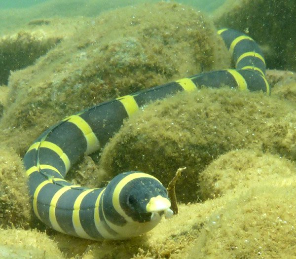Ophichthidae Snake Eels, Worm Eels The Australian Museum