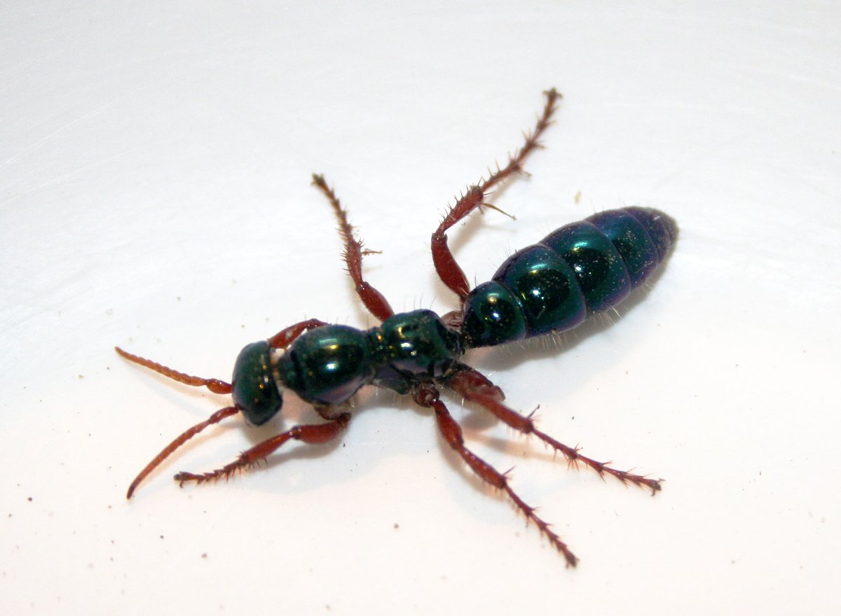 Common and Unusual Identifications Insects The Australian Museum