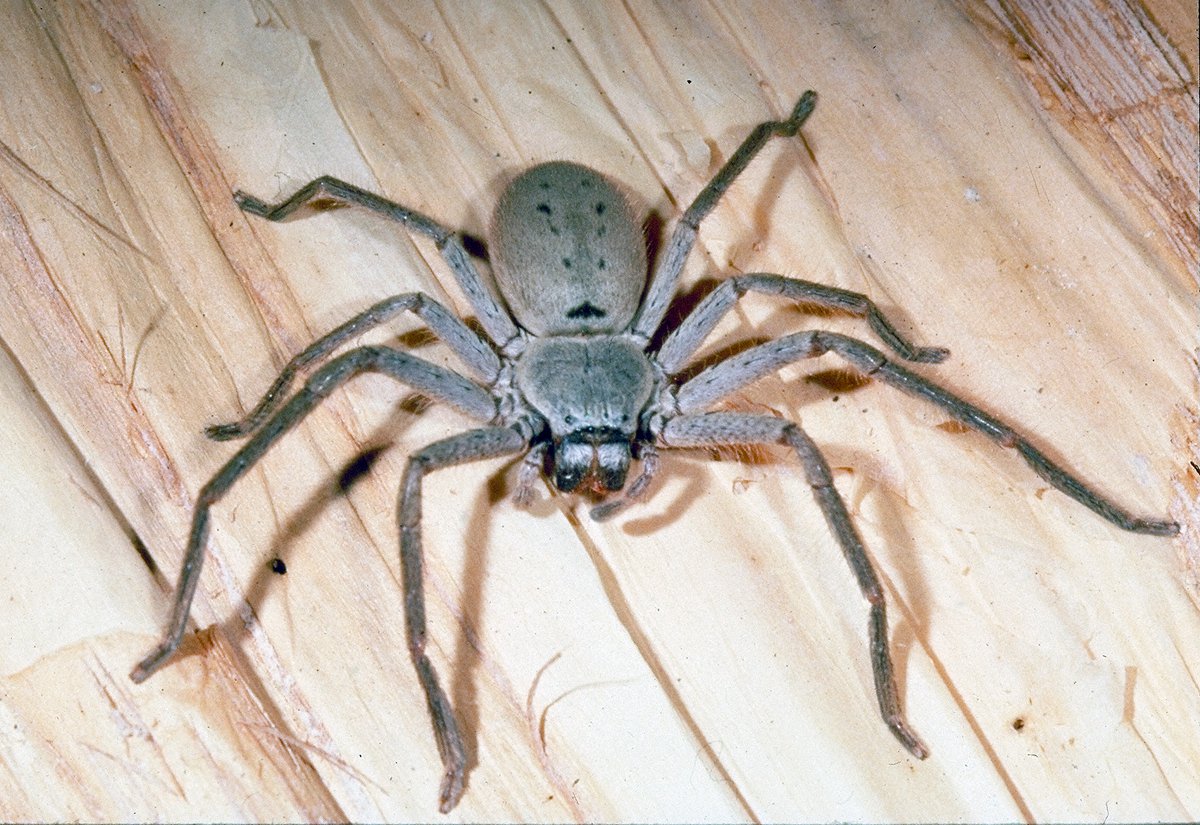 Huntsman Spiders The Australian Museum