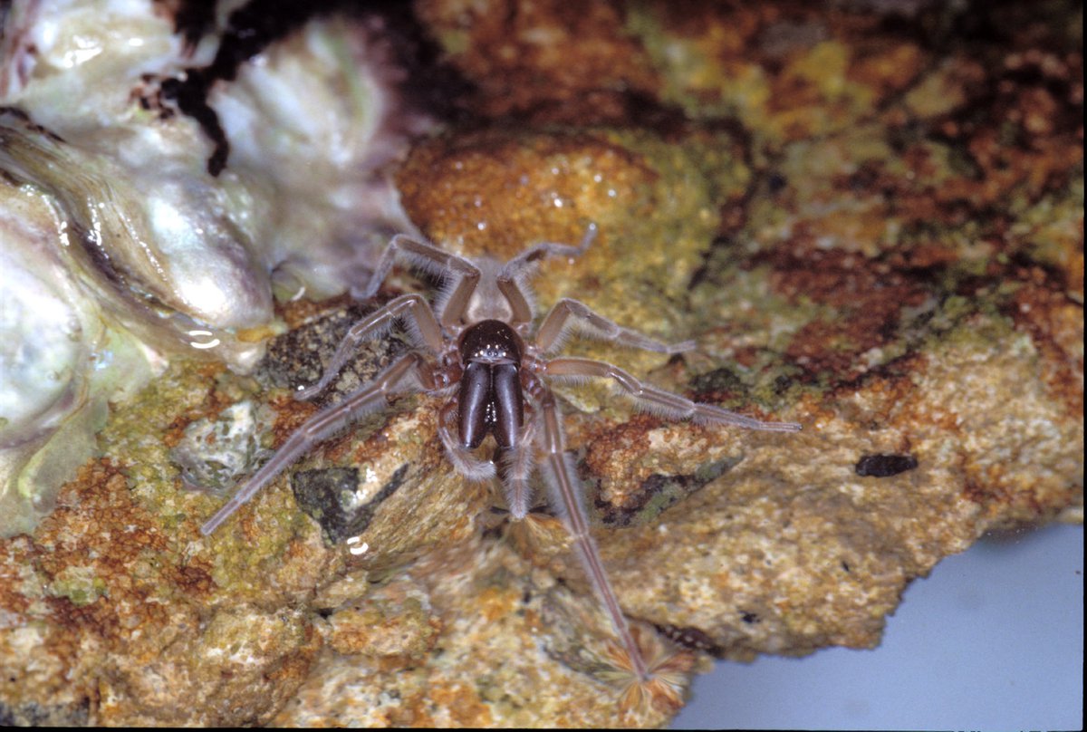 Scientists Stunned By New Fossil Spiders Marine Ancestry - y8bi9jo
