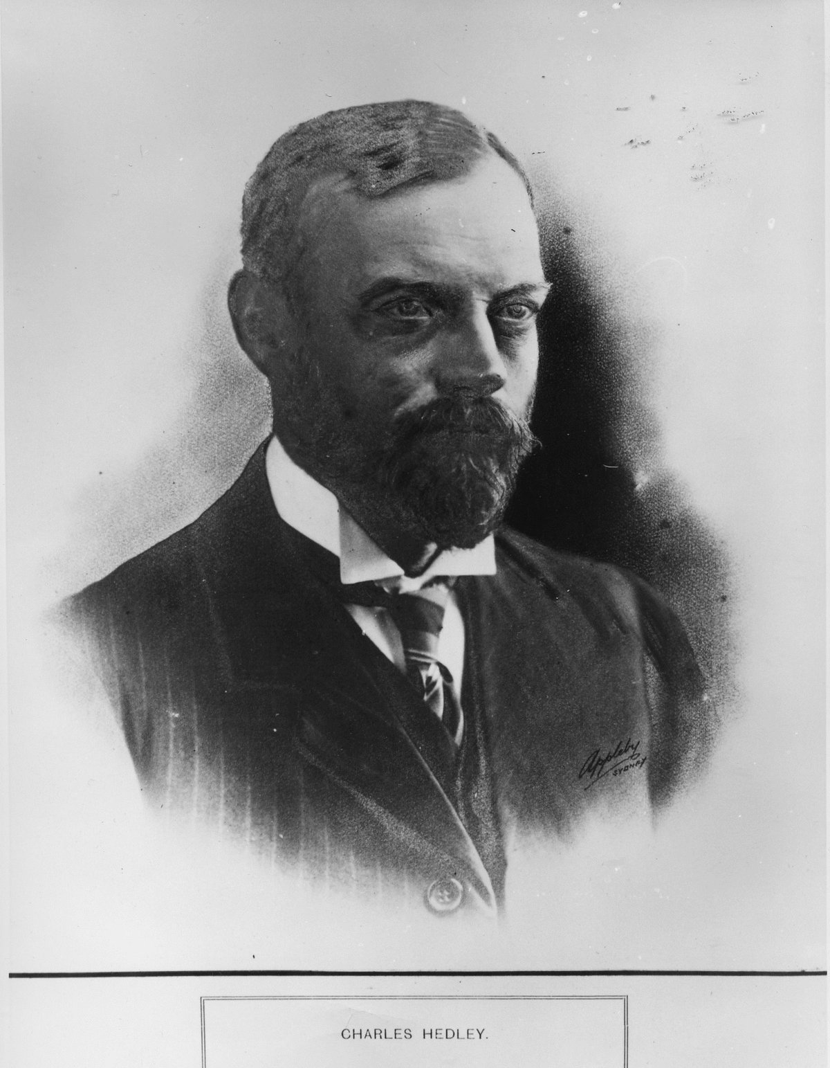 Charles Hedley, Conchologist The Australian Museum