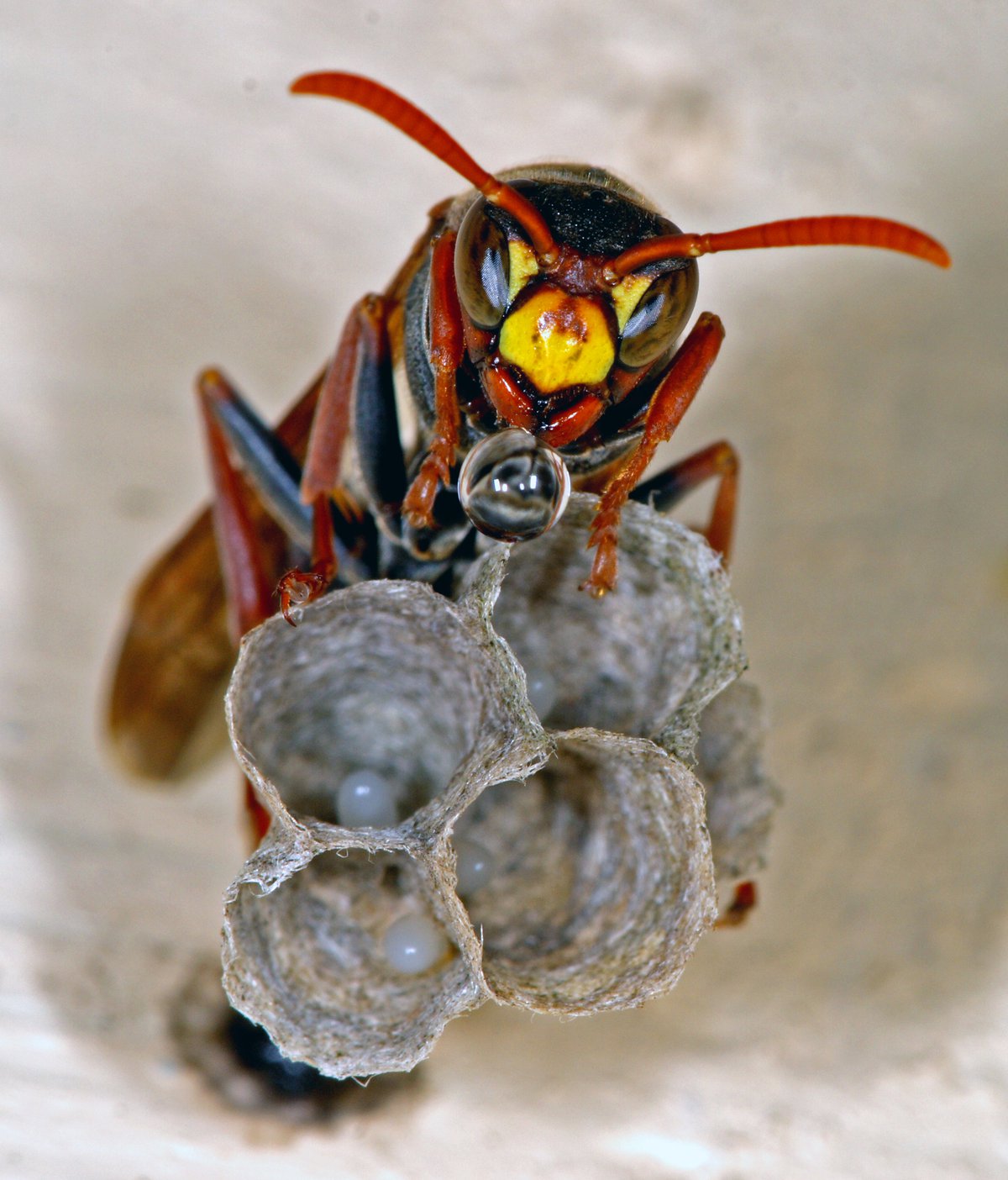 Paper Wasps The Australian Museum Paper Wasps The Australian Museum