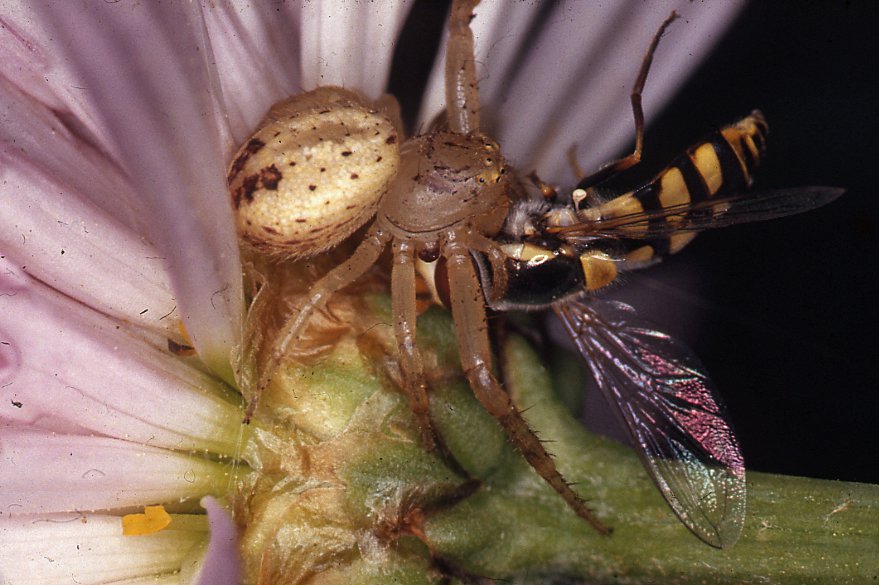Flower Spider, Diaea sp