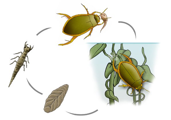 Cybister tripunctatus