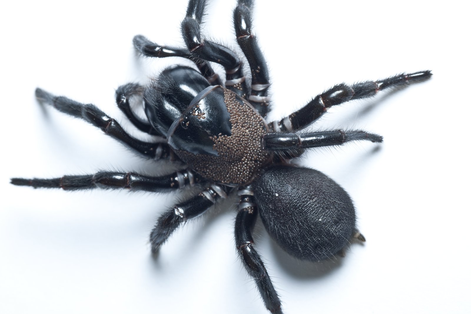 Australian Funnel web Spiders The Australian Museum Australian Funnel web Spiders The Australian Museum