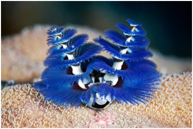 Spirobranchus or the Christmas Tree worm