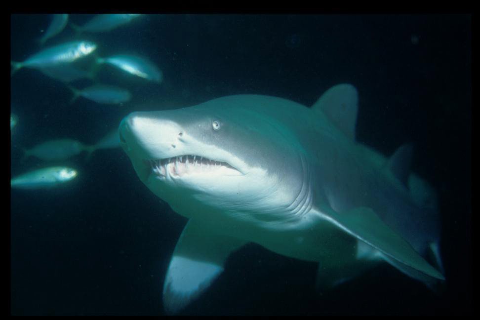 Greynurse Shark, Carcharias taurus