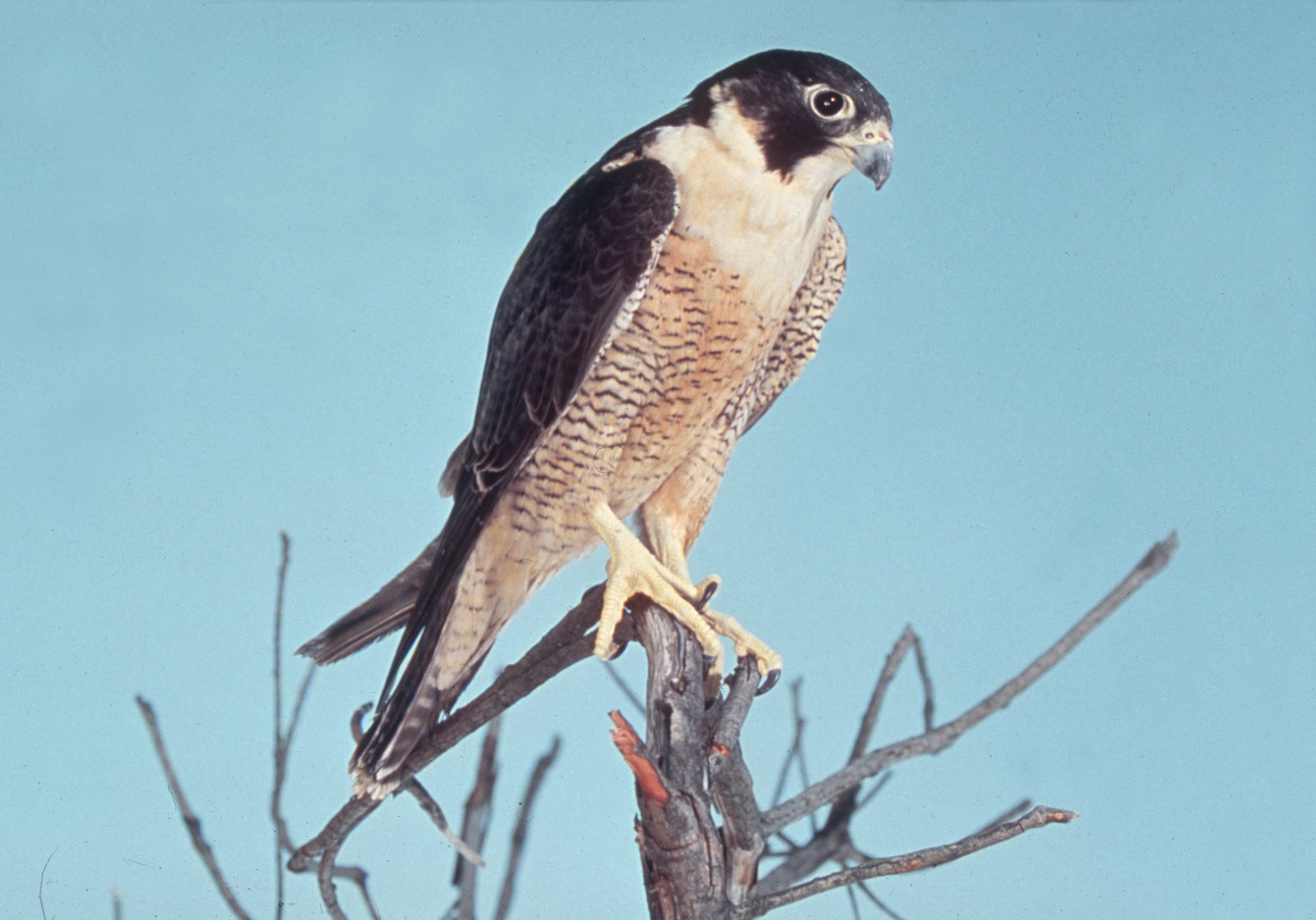 Falco peregrinus