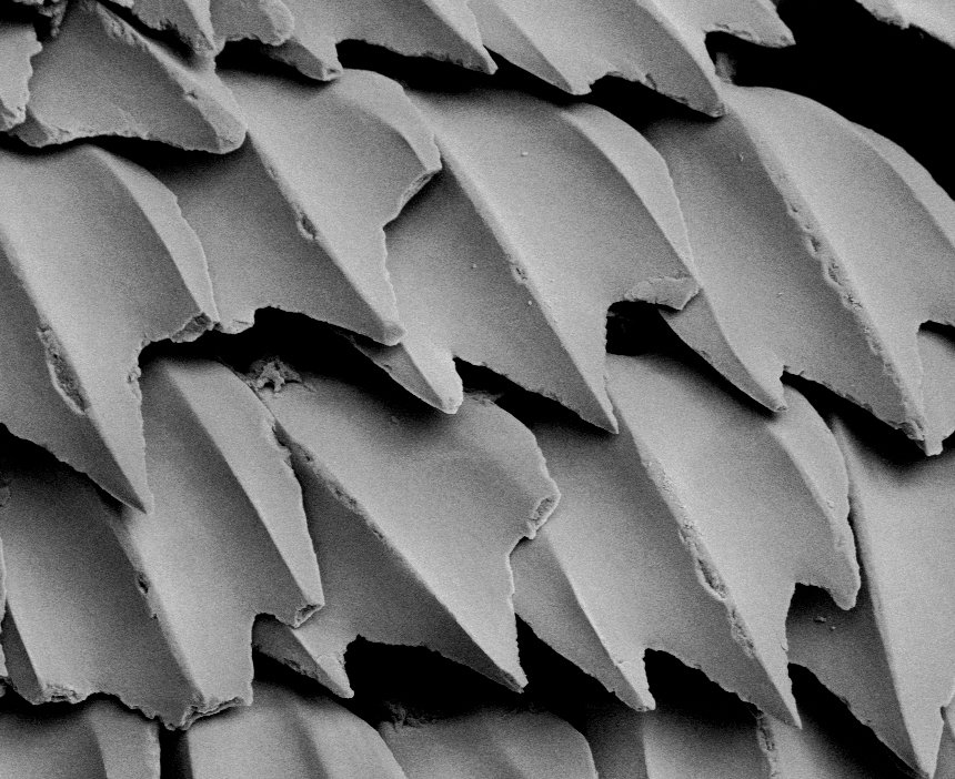 Scales of a White Shark, Carcharodon carcharias
