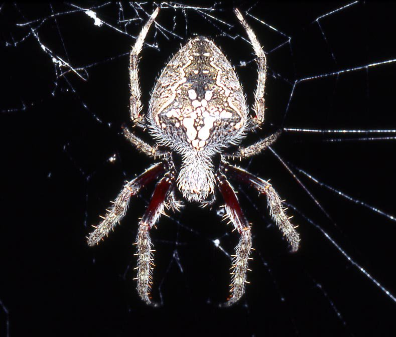 Why do Orb Weaving Spiders Make Patterned Webs?