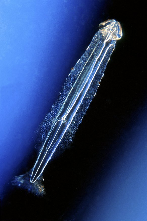 Arrow worm Chaetognaths