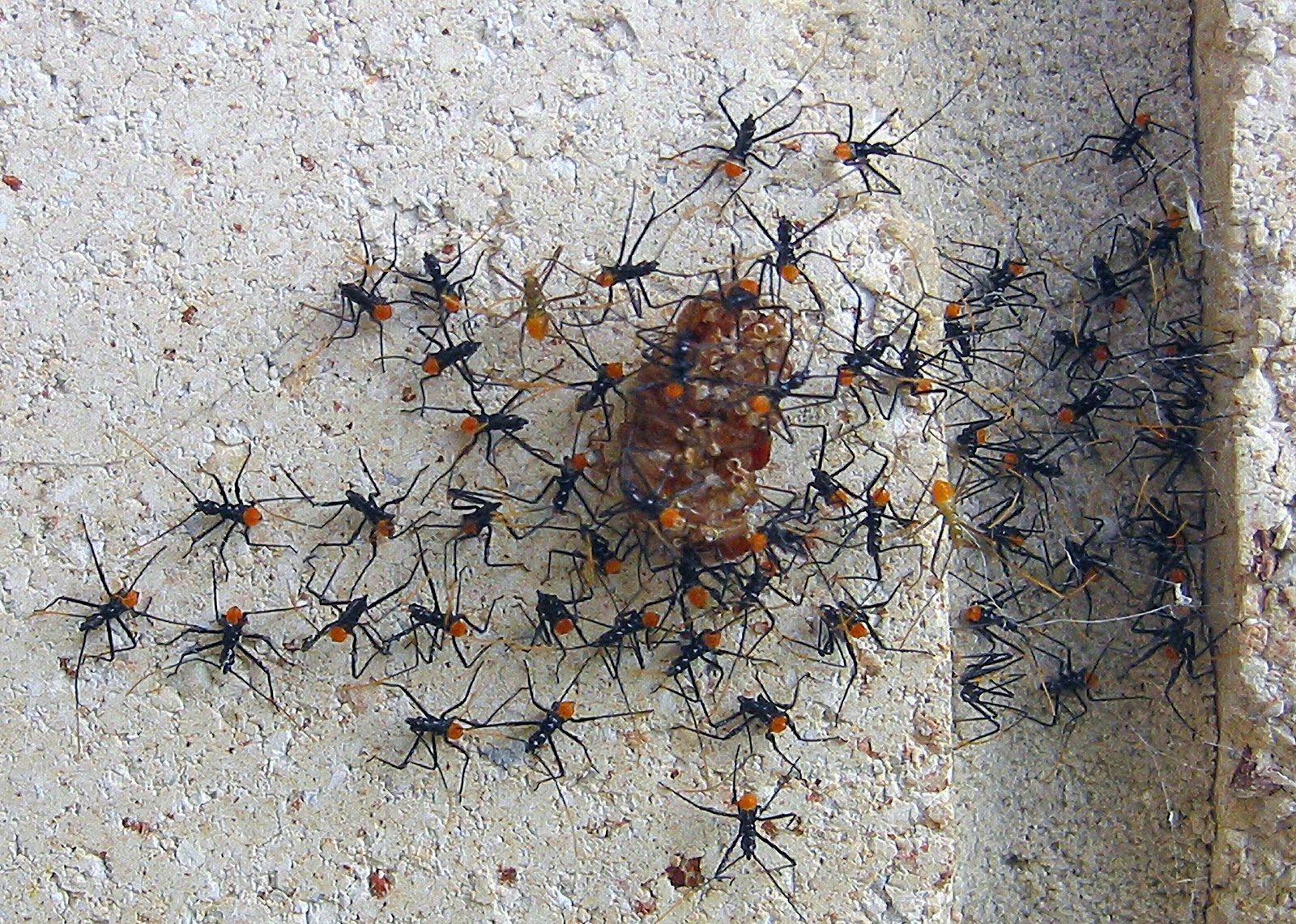 Assassin bug nymphs