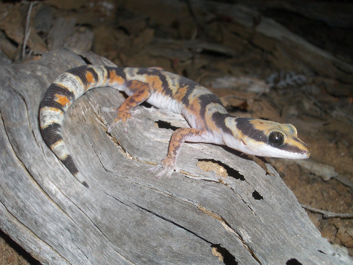 northern velvet gecko