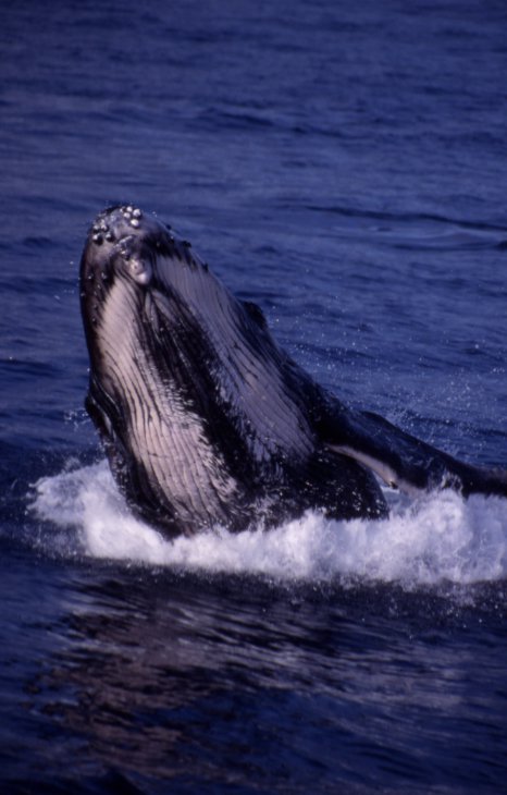 Megaptera novaeangliae calf