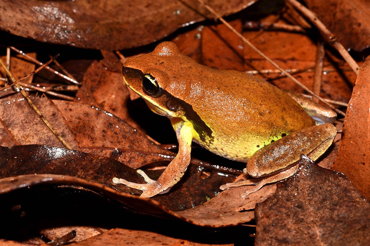 Litoria brevipalmata, Richmond Range NP