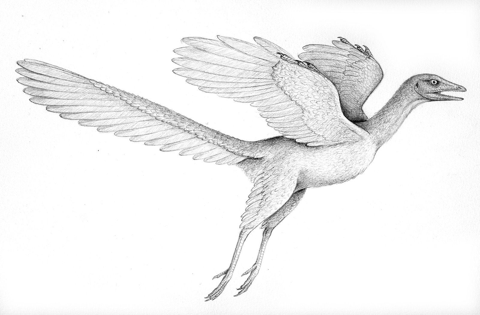 Archaeopteryx