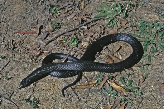 Blue bellied black snake