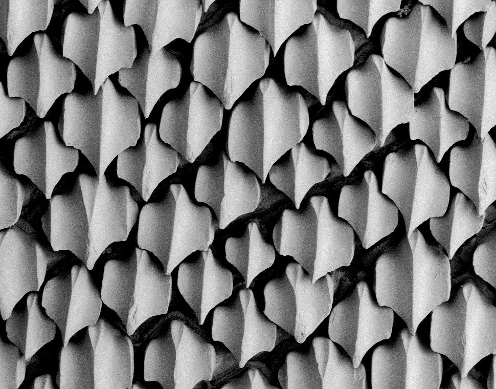 Scales of a Tiger Shark, Galeocerdo cuvier