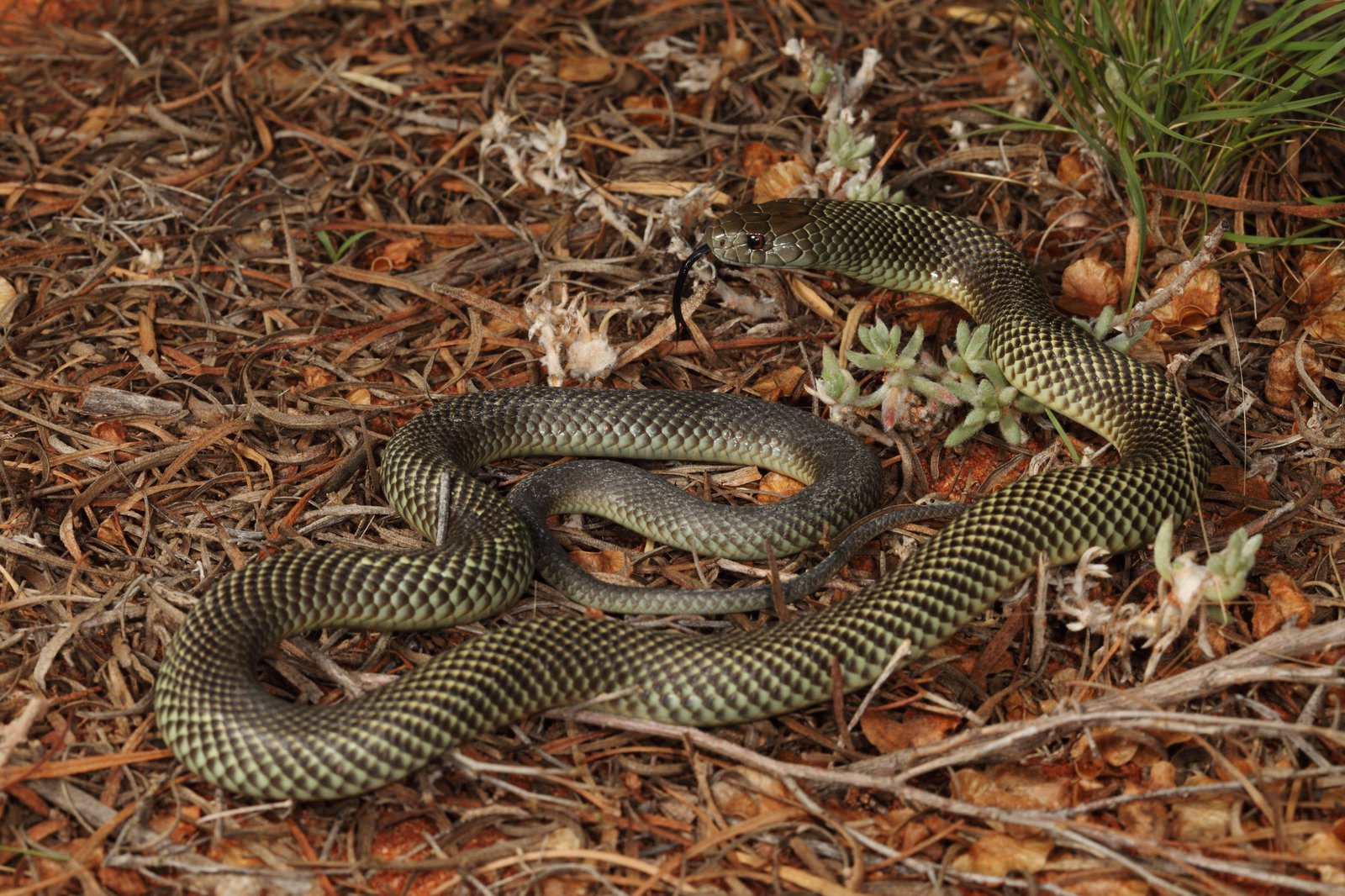 Native Australian Snakes