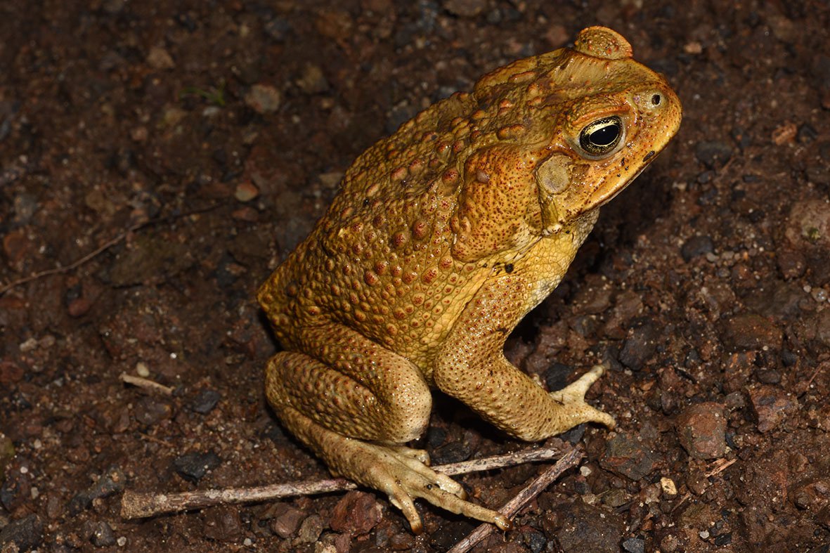 How Can You Tell The Difference Between A Cane Toad And A Native Australian Frog Species The 3880