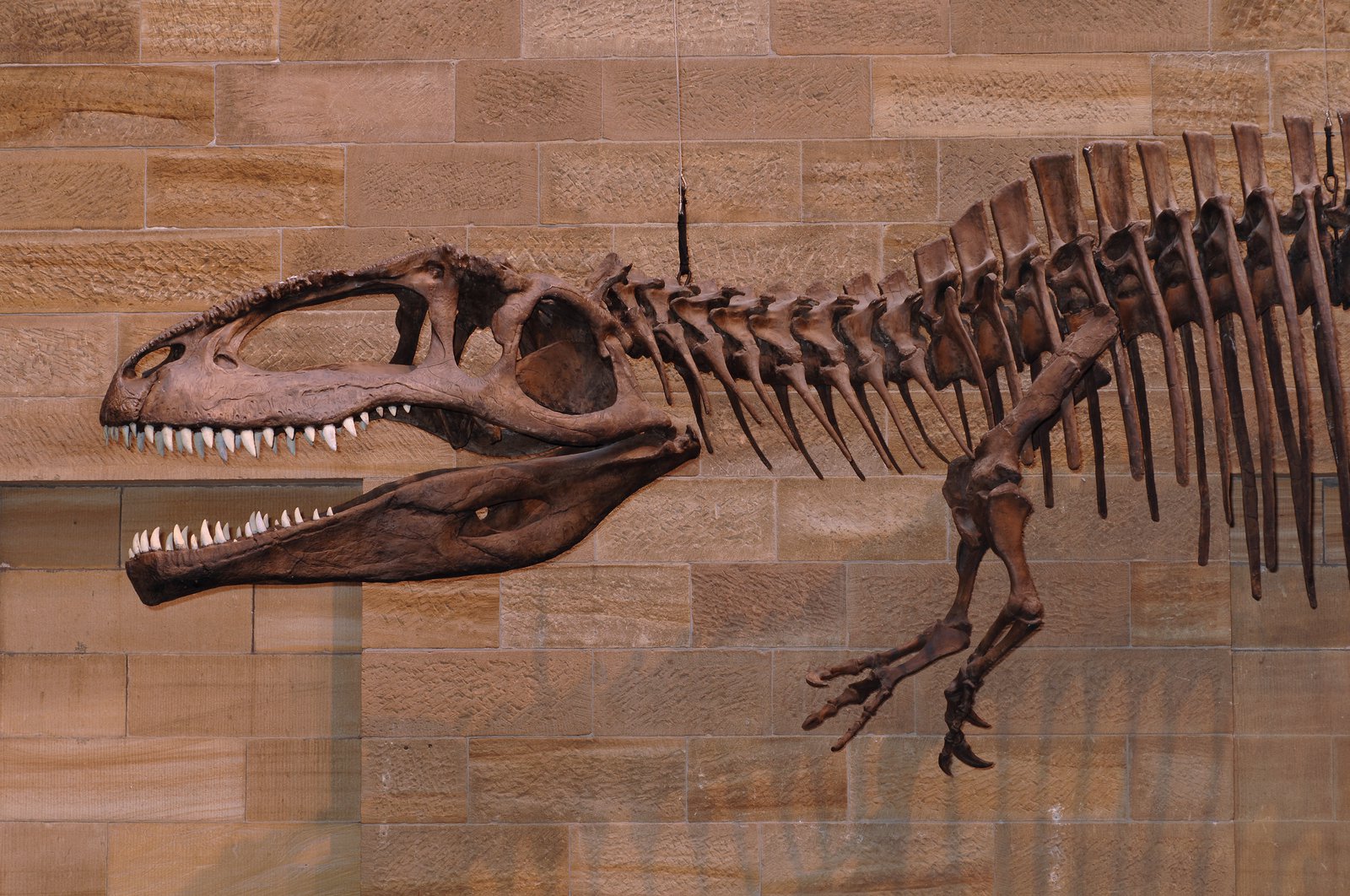 Giganotosaurus Skull