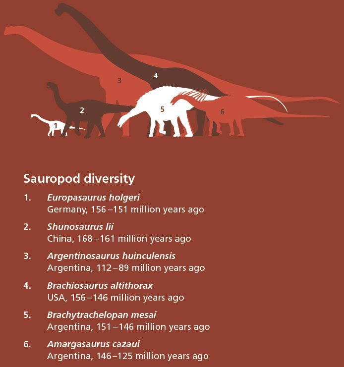 Sauropod diversity