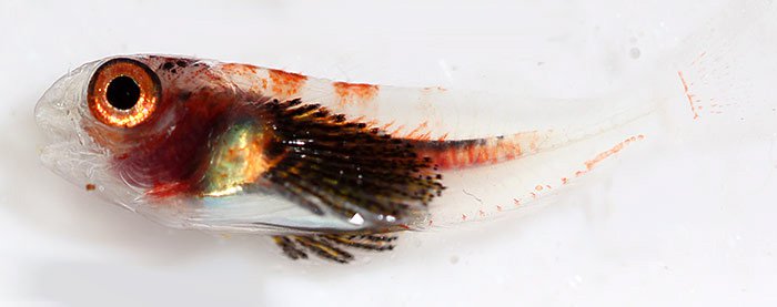 Blenny larva