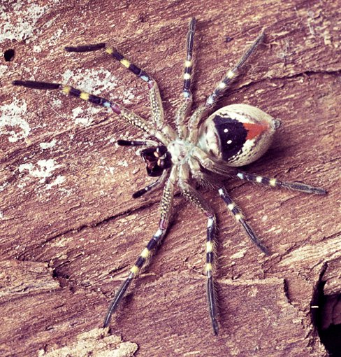 australian huntsman spider car