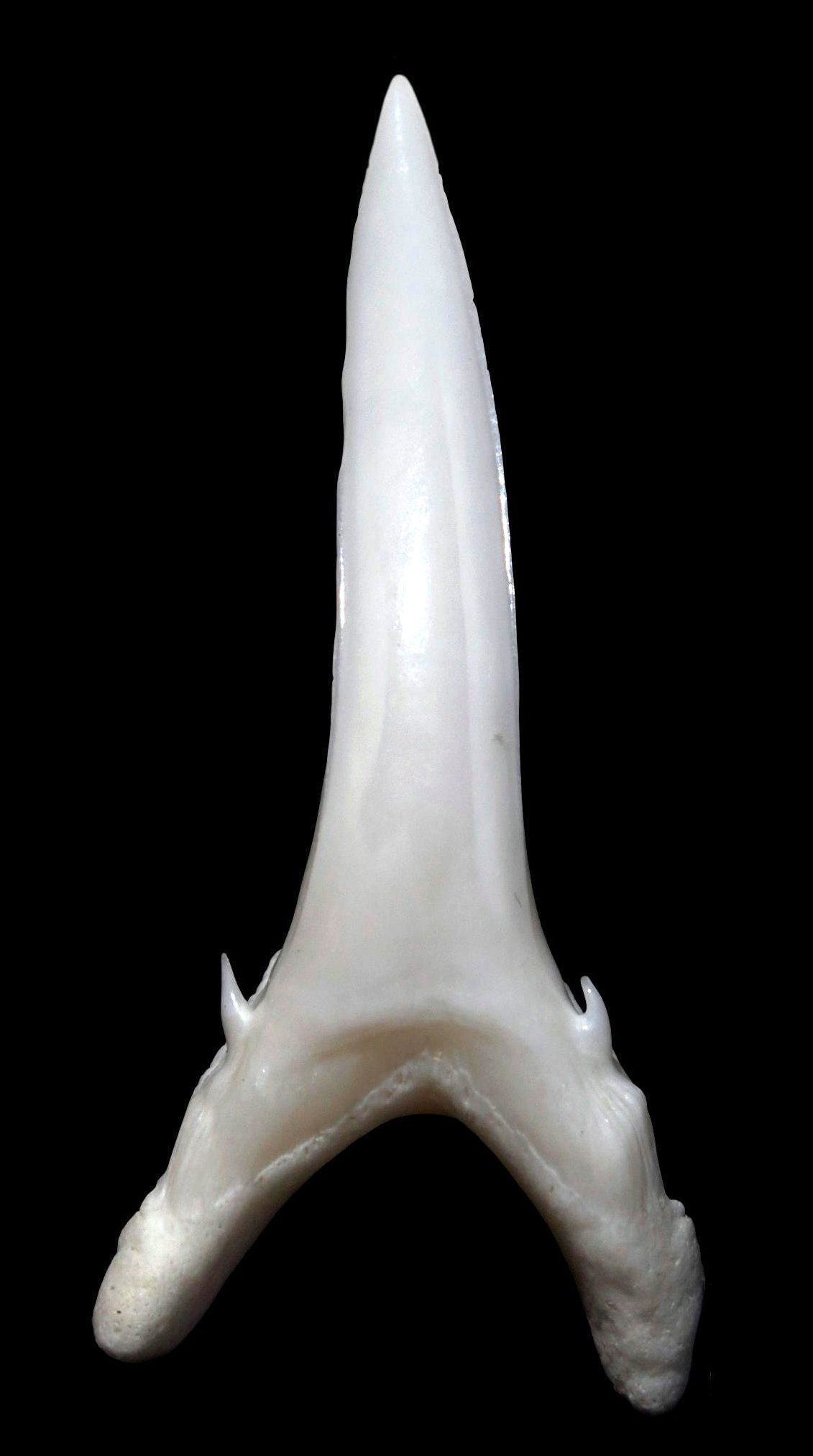 Greynurse Shark, Carcharias taurus - tooth