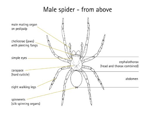 What Is A Spider The Australian Museum