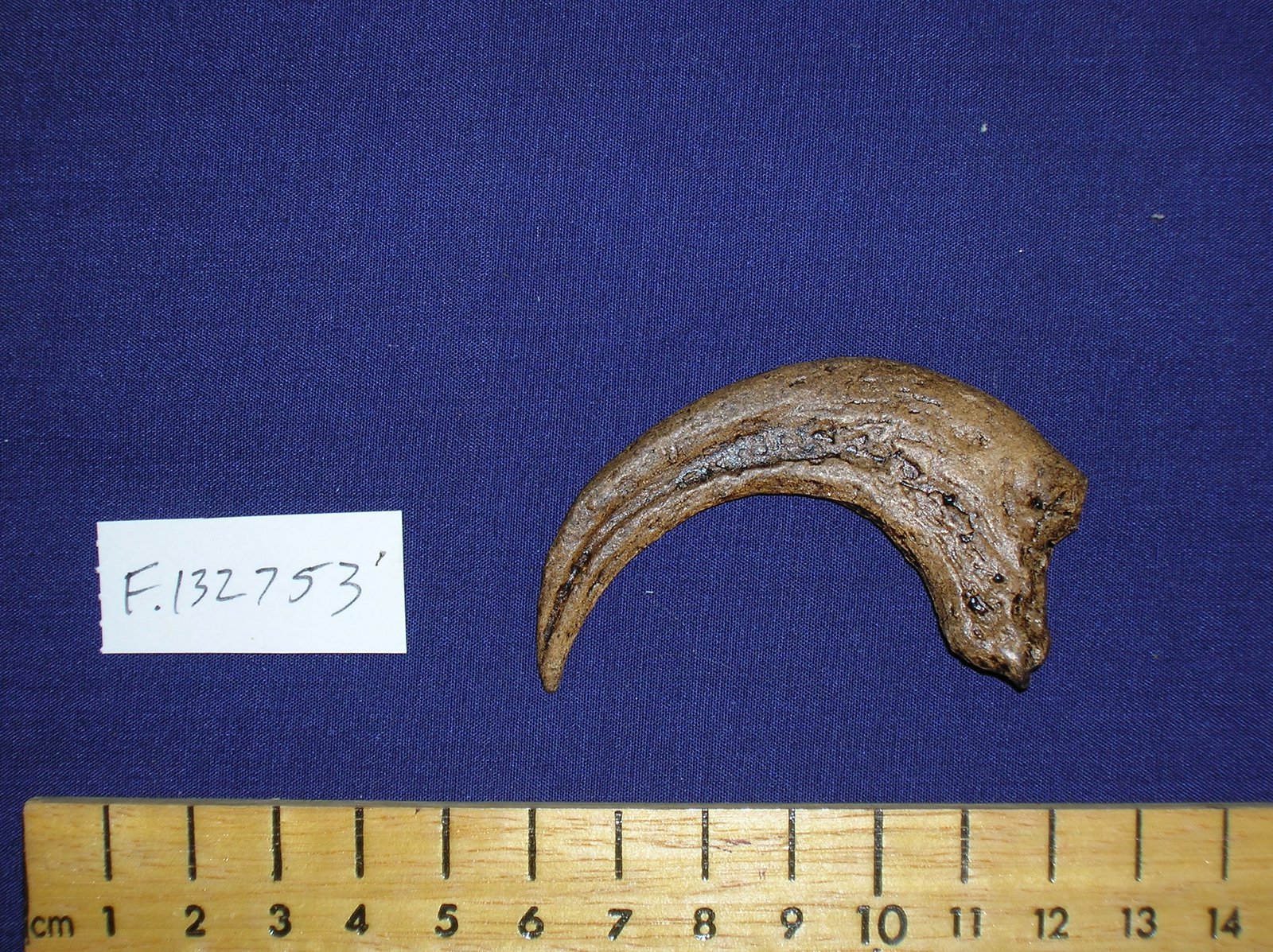 Velociraptor claw cast