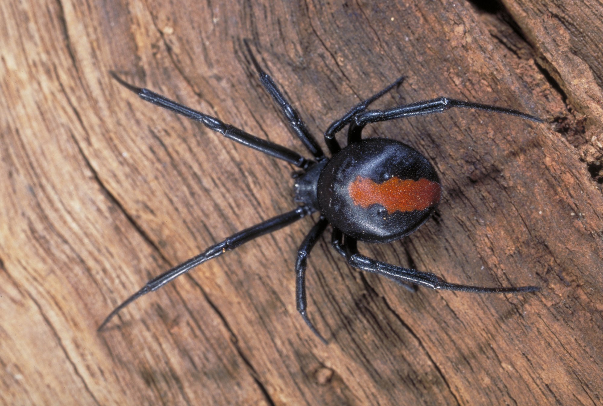 Is This Spider In Your New Mexico Home Deadly? - dz3yl2m