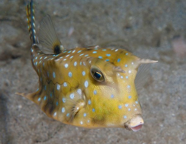 Longhorn Cowfish, Lactoria cornuta
