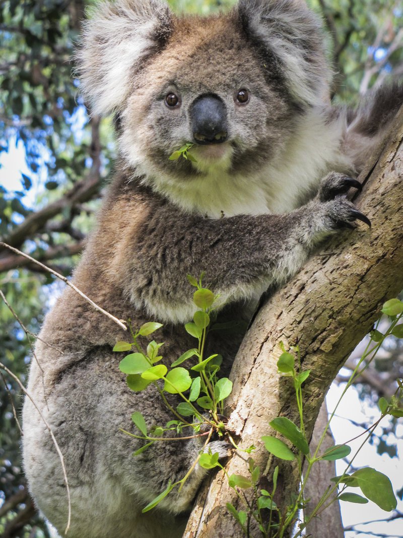 Koala