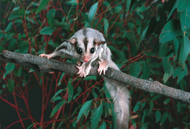 Sugar Glider The Australian Museum